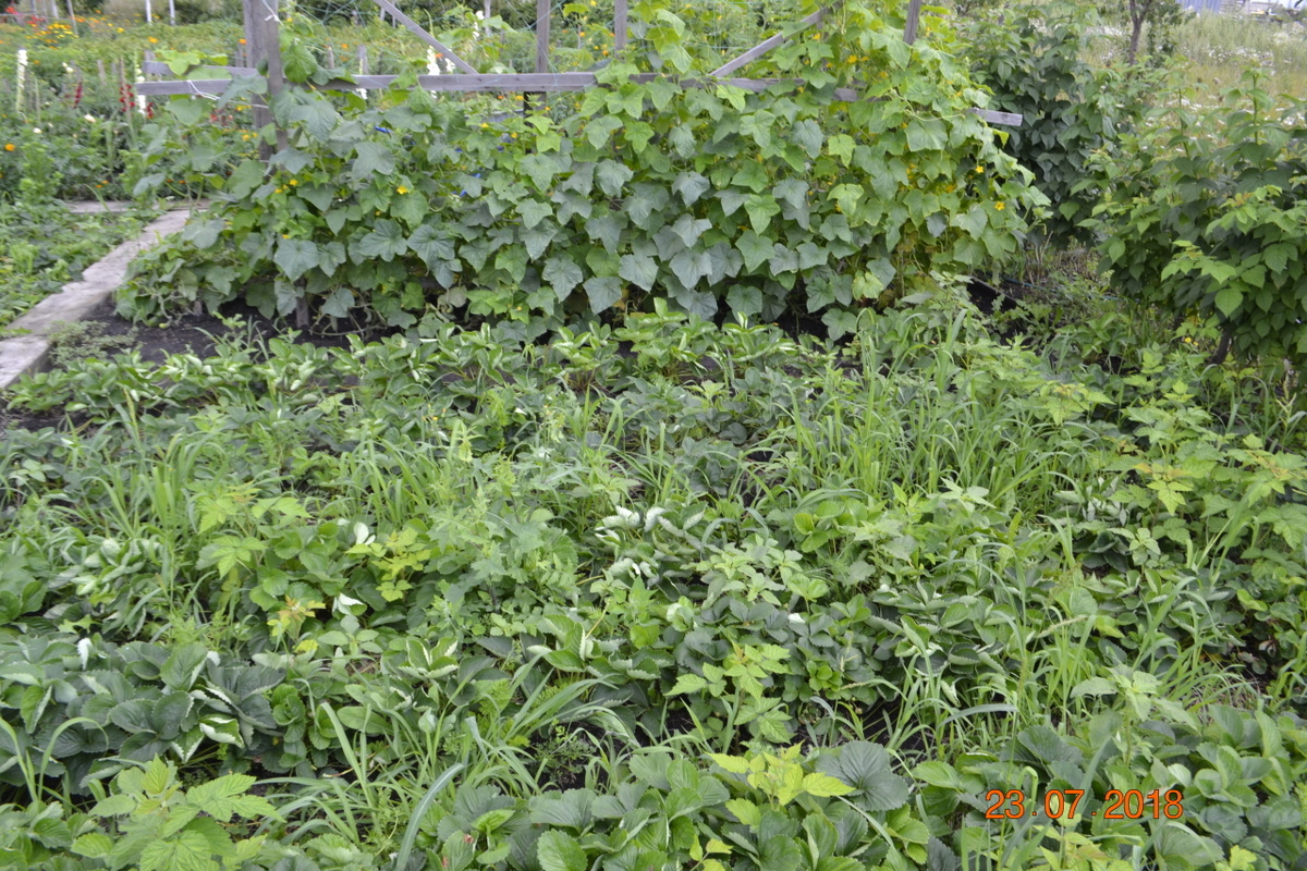 Посмотрите, что сорняк делает с клубникой. 