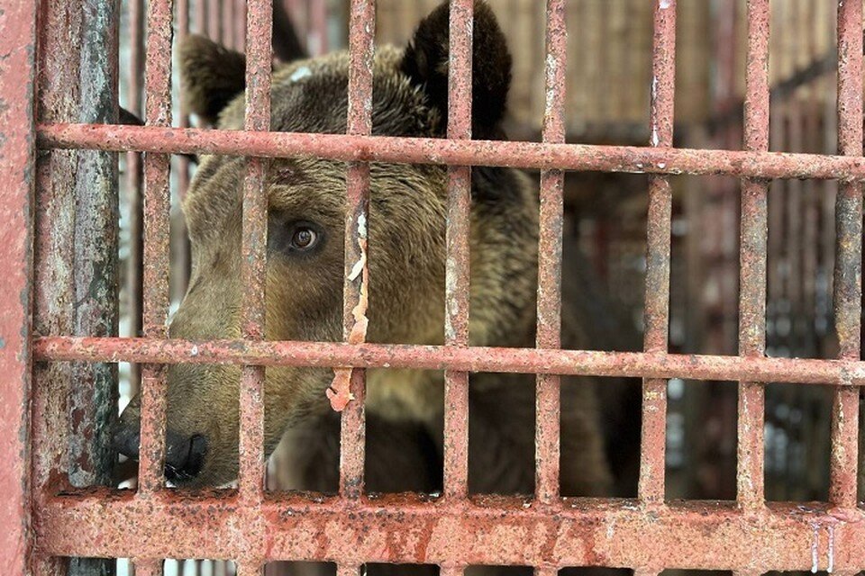     Винни-Пух в новом доме. Фото: sochigeograf