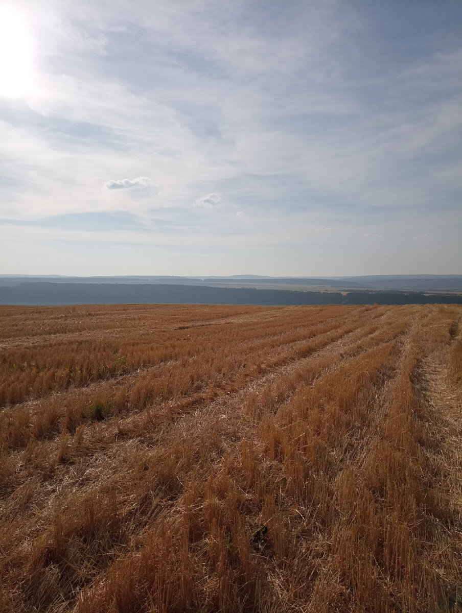 Поля под Суксуном. 