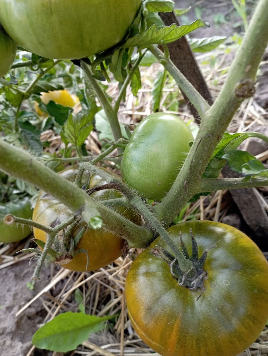 "Киви" в открытом грунте. Появление желтых оттенков на томате свидетельствует о его спелости