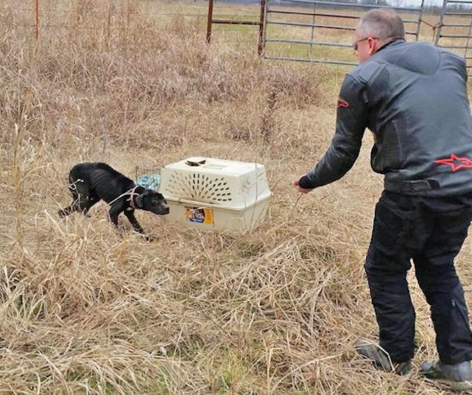 Брет пытается успокоить животное, но оно слишком сильно боится людей