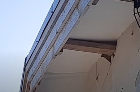 Мой дом облюбовали птицы и насекомые