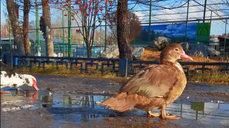     Утки свободно гуляют Барнаульский зоопарк