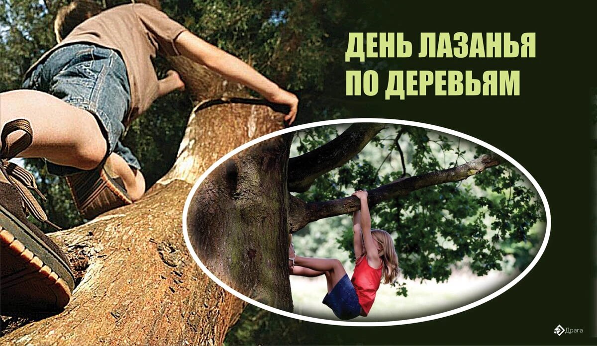 День лазанья по деревьям. Иллюстрация: «Курьер.Среда»