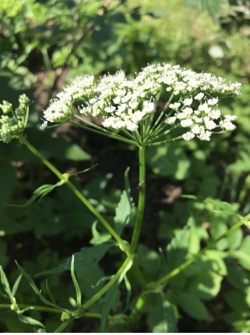 Сныть полевая 