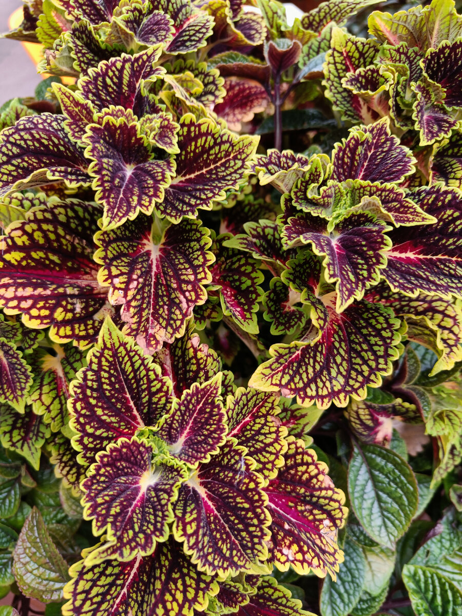 Ко́леус (лат. Coleus) Шпороцветник
