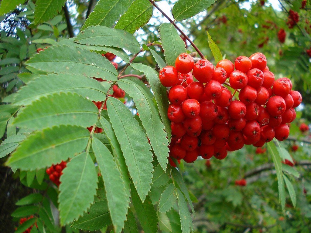 Источник : Яндекс  картинки.