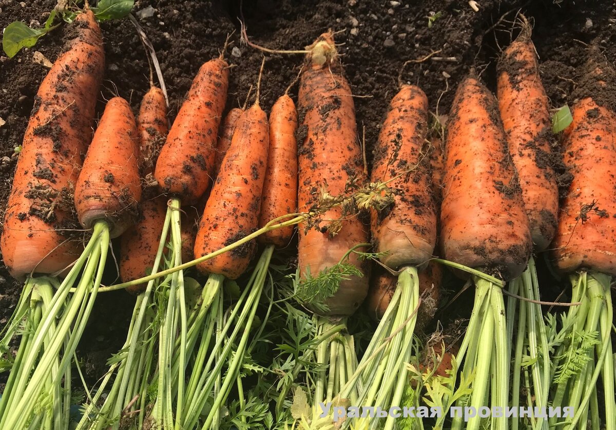 Урожай хороший