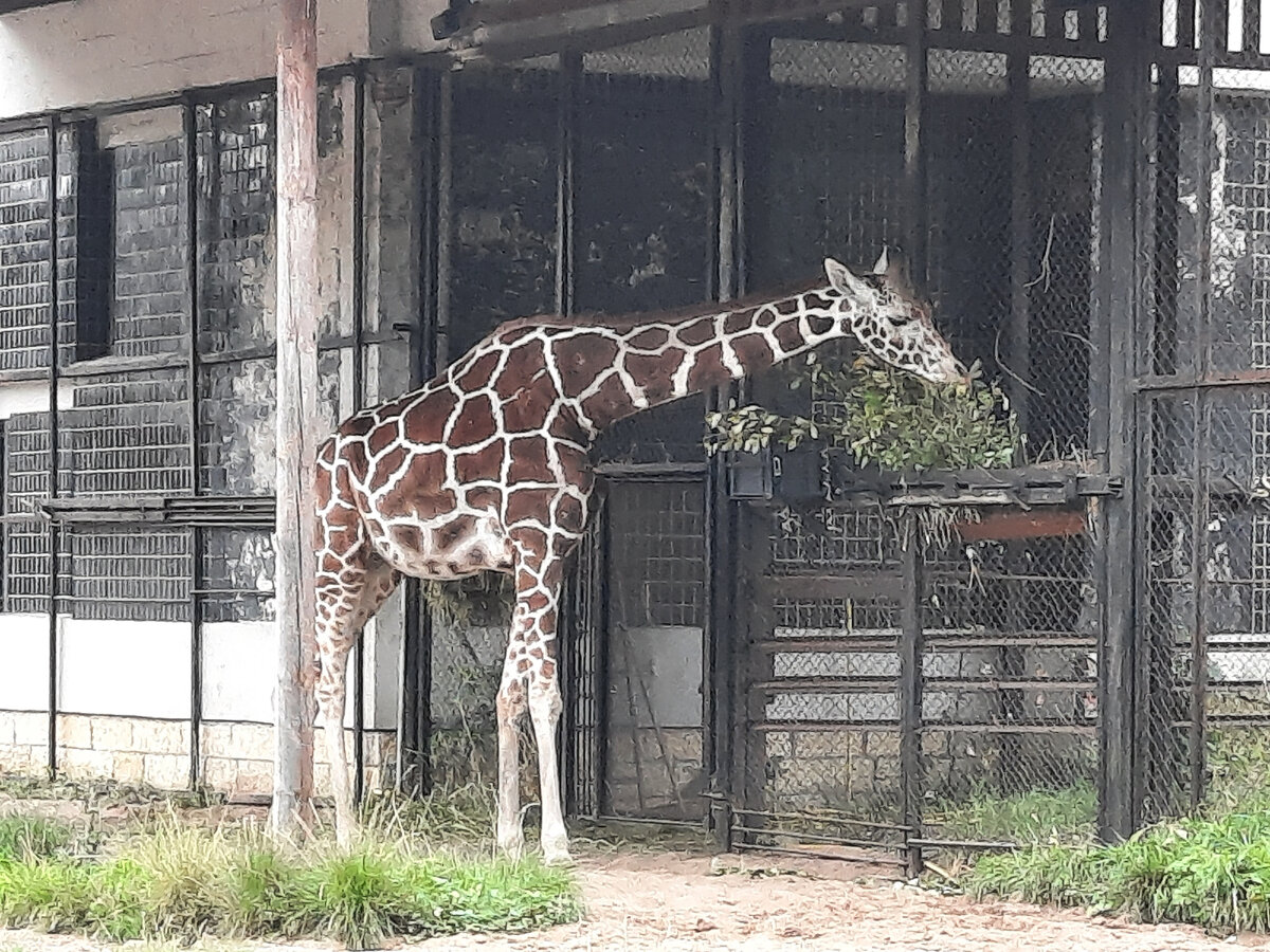 фото автора, но лучше увидеть один раз вживую, чем разглядывать картинки