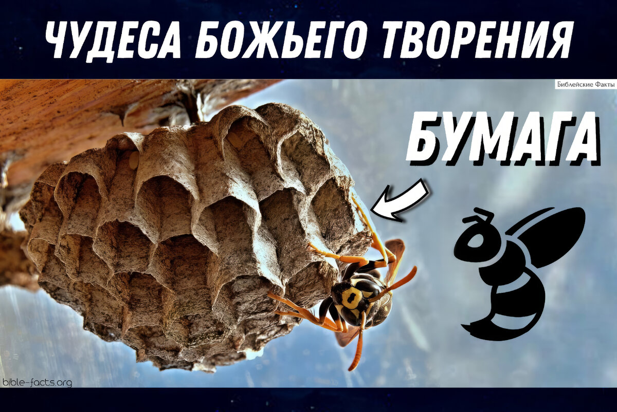 Знаете ли вы?

Раньше люди писали на глине, на тростнике, папирусе, а более подходящего материала не могли придумать. Пока однажды один китаец не обратил внимание на то, из чего осы строят свои гнезда.