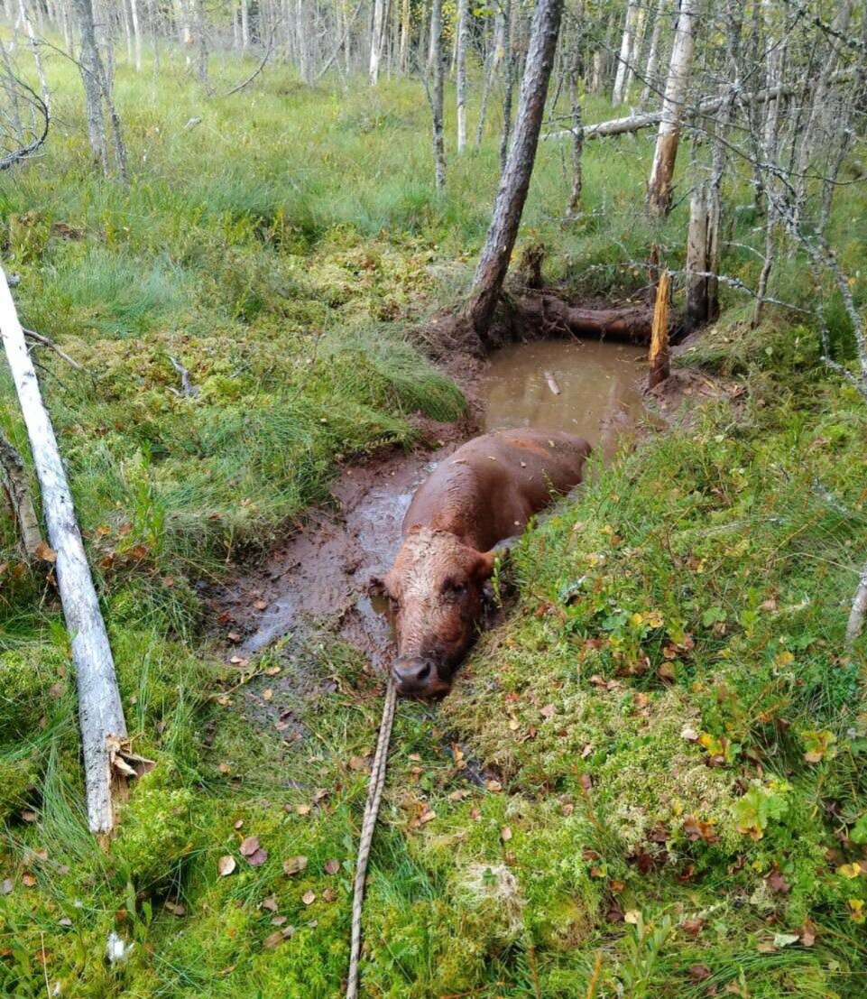 Фото: пресс-служба ГУ МЧС по ЛО