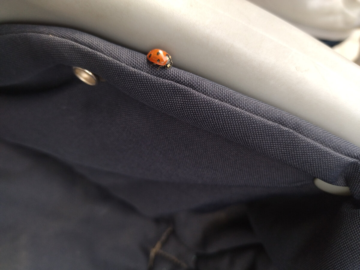 Покатали божью коровку в своей коляске)