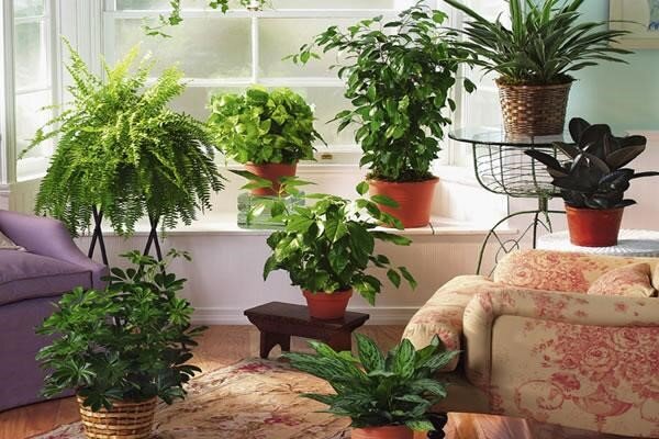 Комнатные растения в интерьере квартиры: интересные варианты оформления