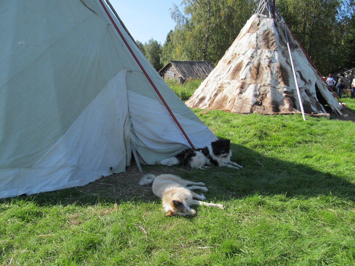 Стойбище на Полярном Урале. Собаки пока отдыхают, но в случае чего... Фото Людмилы Липатовой