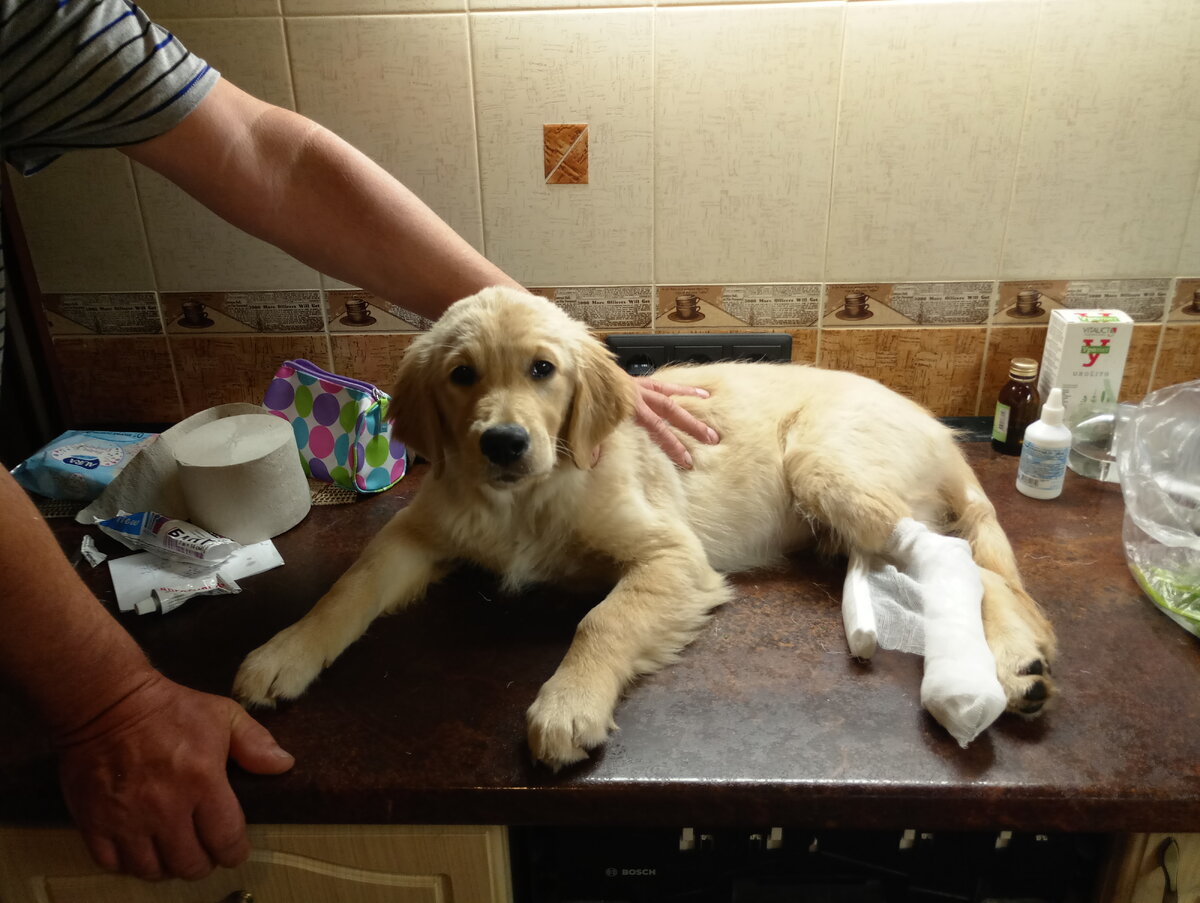 Бинтик - это скоро плюшки.