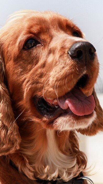 Источник: https://images.wallpaperscraft.ru/image/anglijskij_koker_spaniel_sobaka_morda_vysunutyj_yazyk_116307_720x1280.jpg
