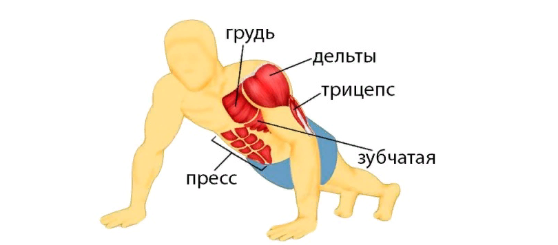 Отжимания от стула какие мышцы