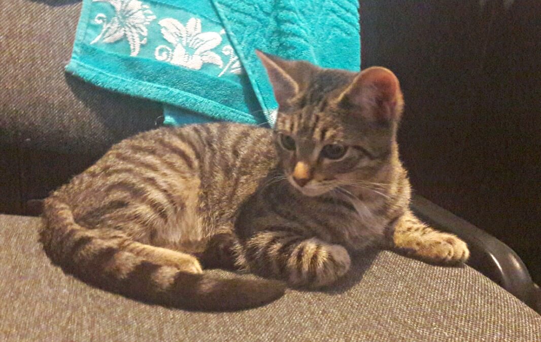 Котя отдыхает. У него есть свой собственный стул на кухне!