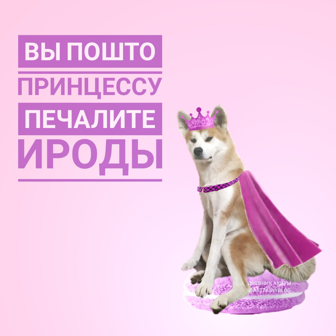 воспитание акиты