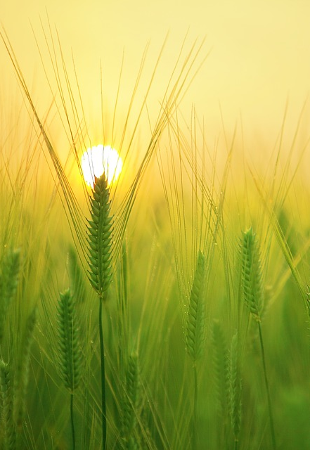 https://pixabay.com/photos/barley-field-wheat-harvest-sunrise-1684052/