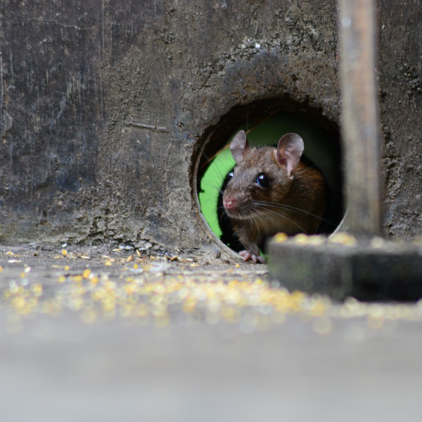 https://pixabay.com/photos/mouse-rat-rodent-animal-pest-cute-4522263/