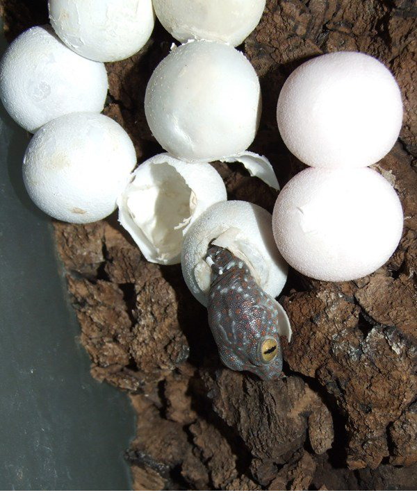 Размножение ящериц яйцами