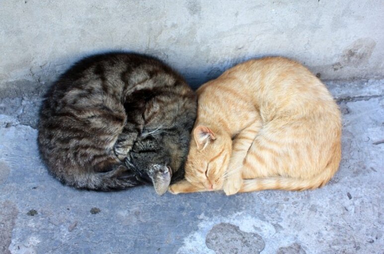 фото: Shutterstock