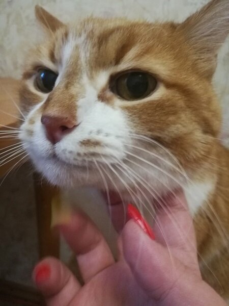 Чесание мордочки.