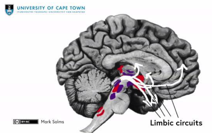 Лимбические цепи базовых эмоций (из лекций M.Solms “What is mind”) 
