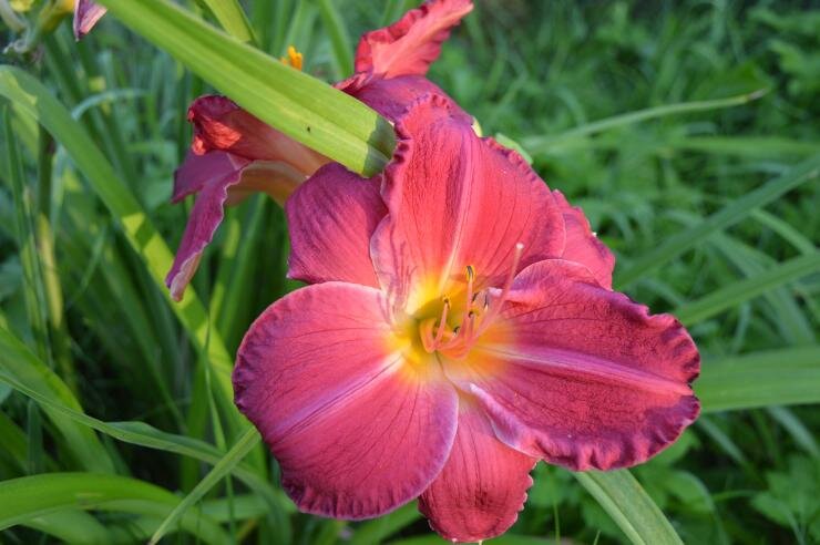 
Фото: вечнозеленый лилейник Алис Стокс