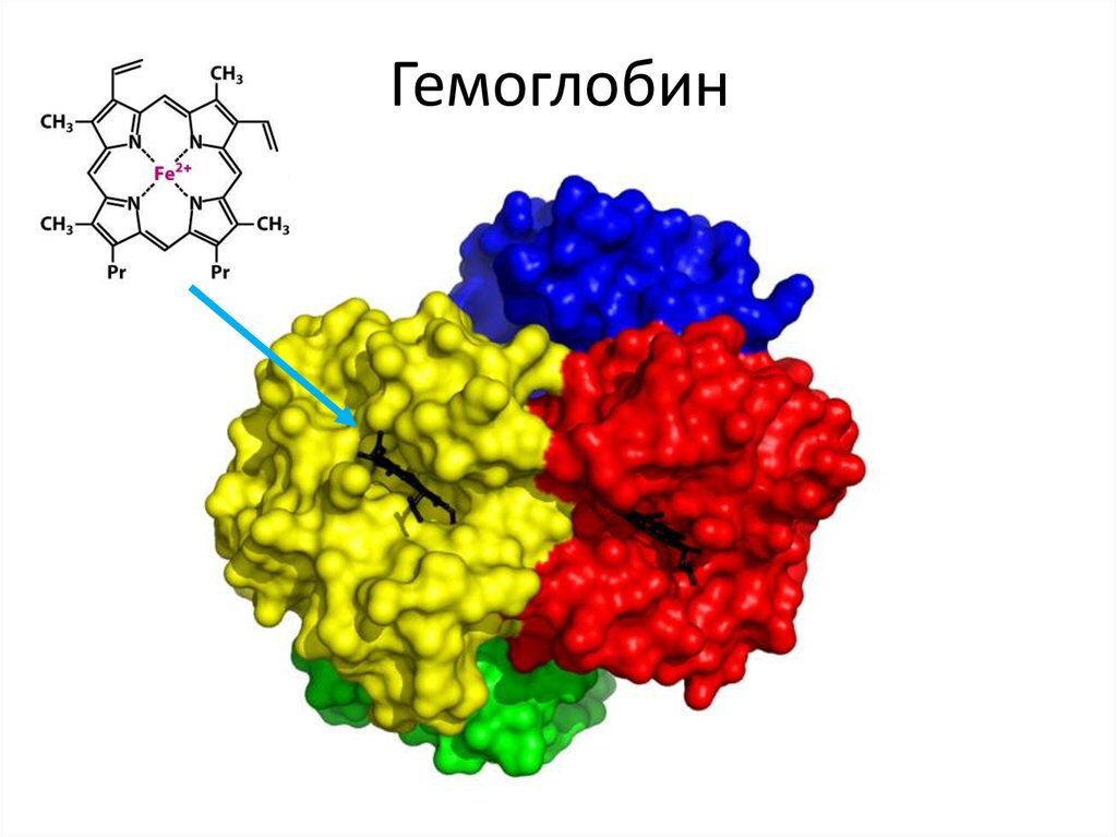 Гемоглобин картинки для презентации