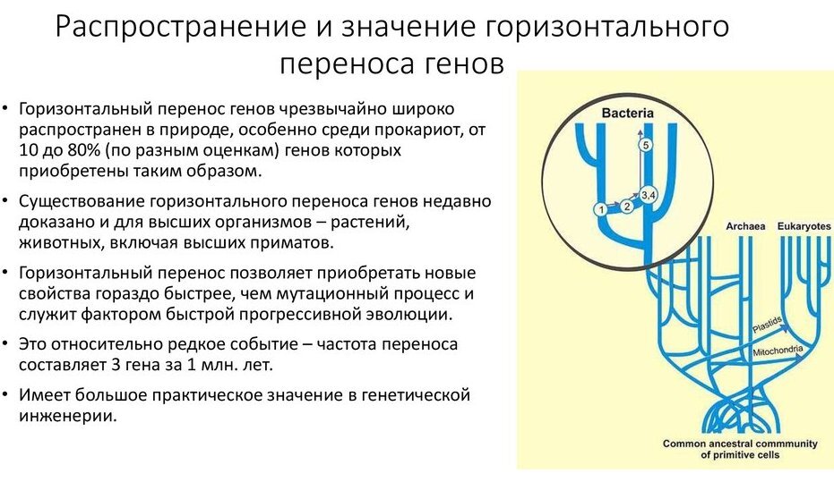 Схема горизонтального переноса генов.