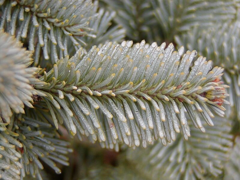 Пихта субальпийская (Abies lasiocarpa)