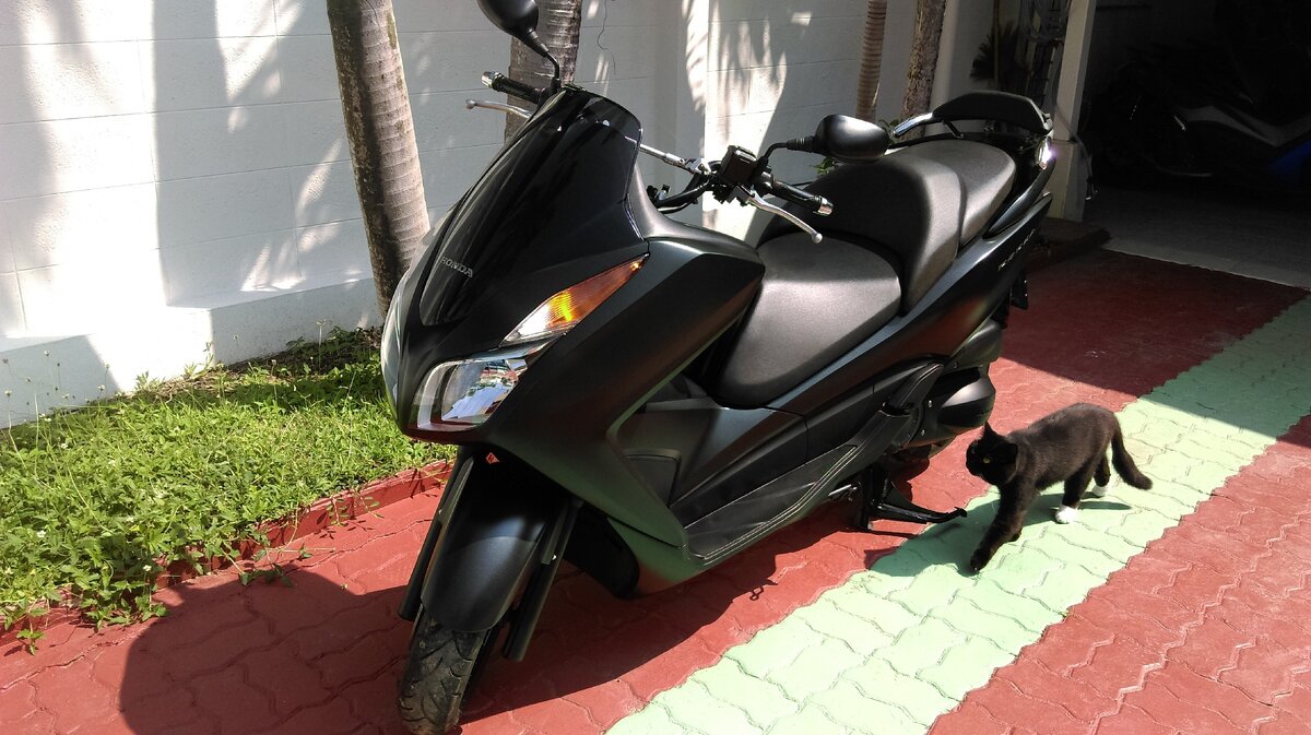 Макси-скутер Форза made in Thailand. Кот - made in Russia.