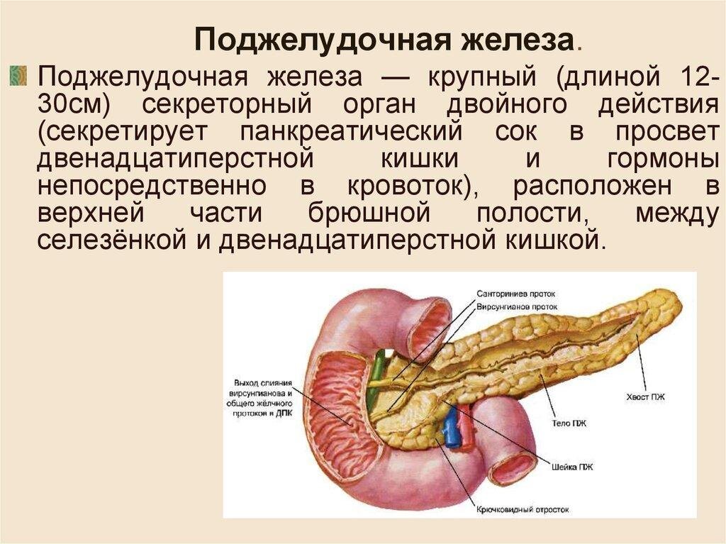 Картинка поджелудочной железы в органах человека