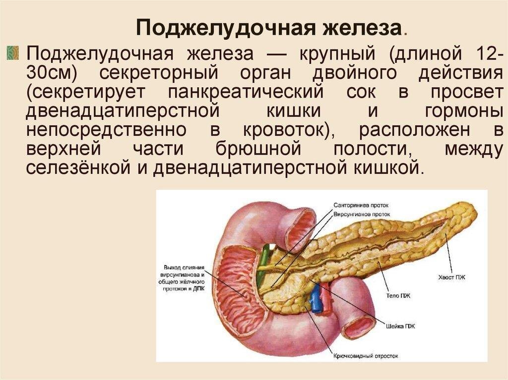 Поджелудочная железа на картинке