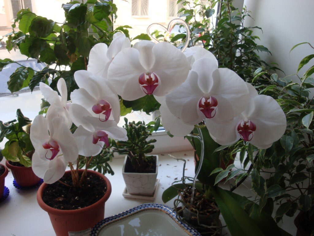 Хотите непрерывное цветение у Орхидеи? Научитесь правильно ухаживать за цветоносом
