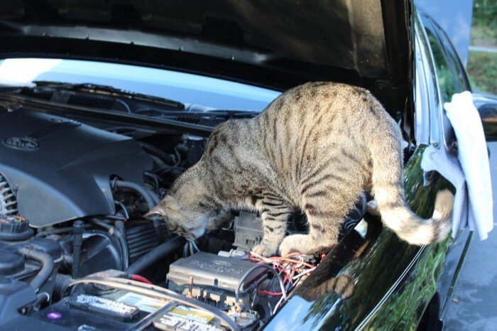 Фото из открытого бесплатного источника в Интернете. 