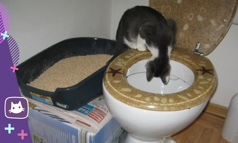 Почему жидко ходит в туалет. Насадка на унитаз для котов. Как приучить кота к туалету. Как приручить котёнка к домику. Как приучить кота к унитазу в квартире легко и быстро.