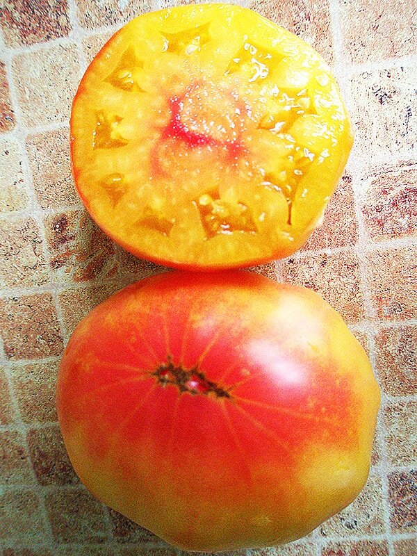 сорт томата загадка природы. томат загадка природы биколор. томат загадка природы сибирский сад. семена помидор загадка природы. томат загадка природы биколор.