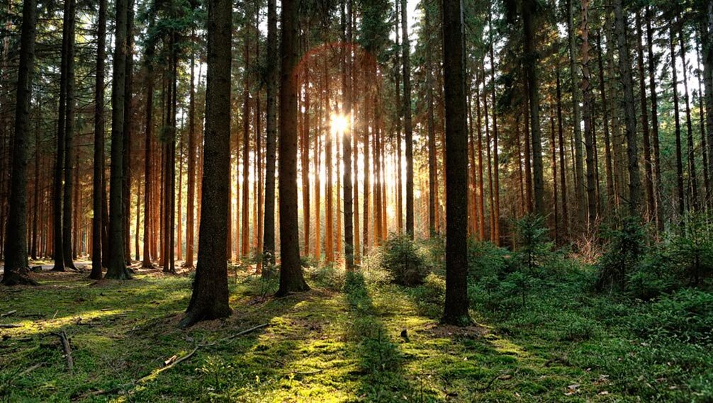 Лес в Германии