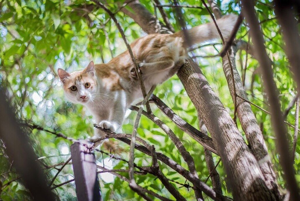 Кошки: дом против улицы. Хищник. Фото: pixabay.com