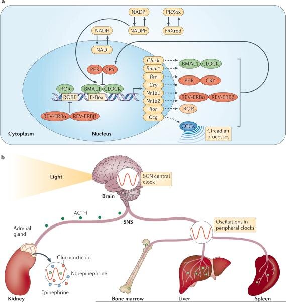 ЦИРКАДНЫЙ РИТМ. а) МОЛЕКУЛЯРНЫЕ ЧАСЫ б) СИНХРОНИЗАЦИЯ ЦИРКАДНЫХ РИТМОВ С СОЛНЕЧНЫМ СВЕТОМ