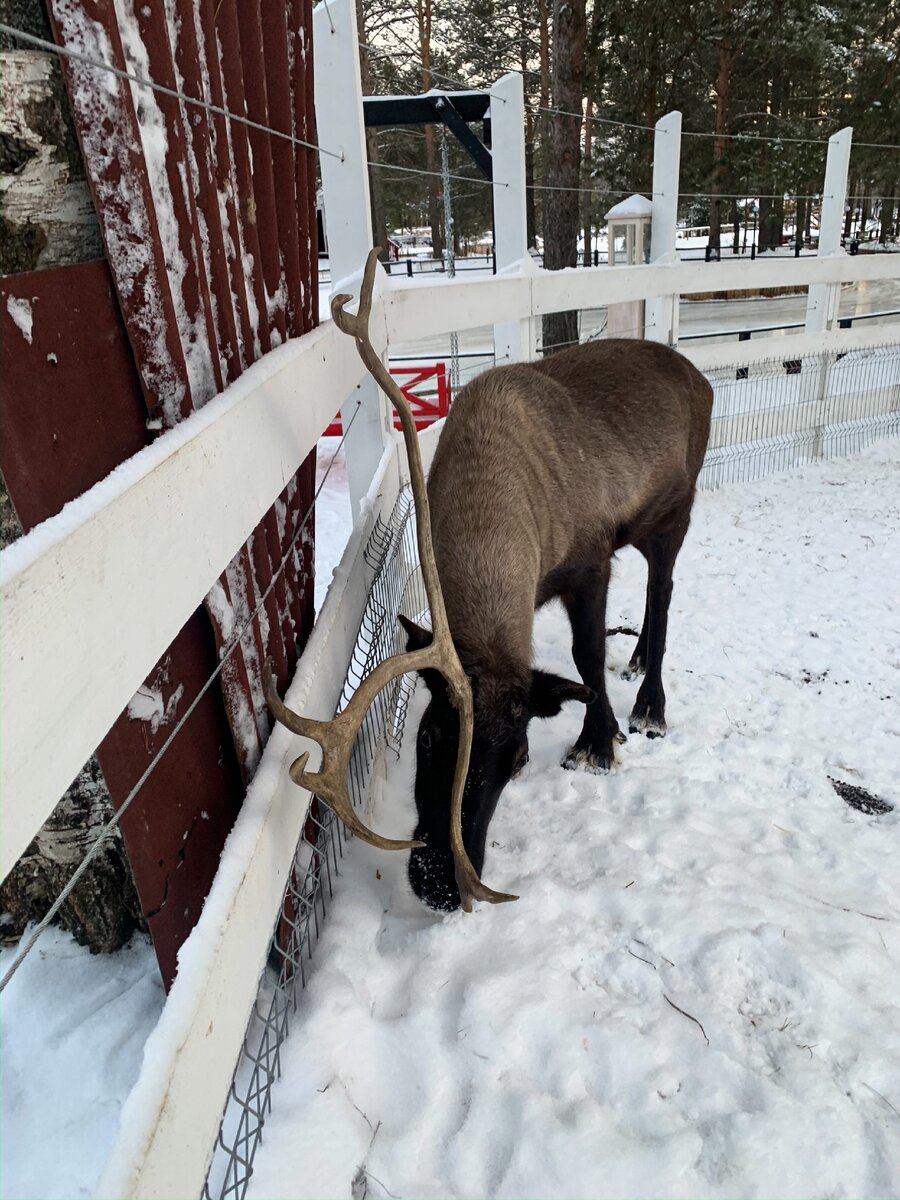 Северный олень