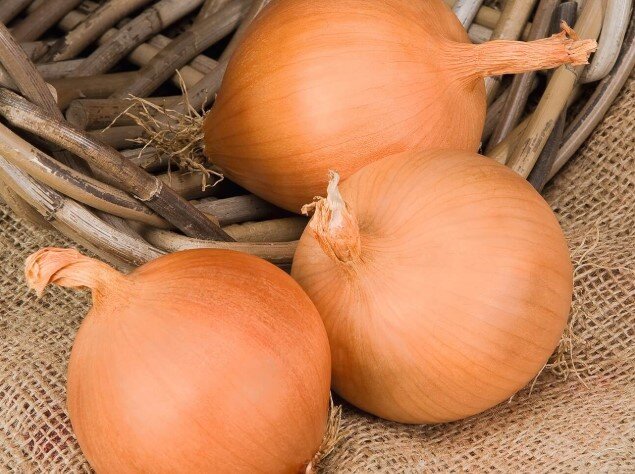 Голландский лук «Манас F1»