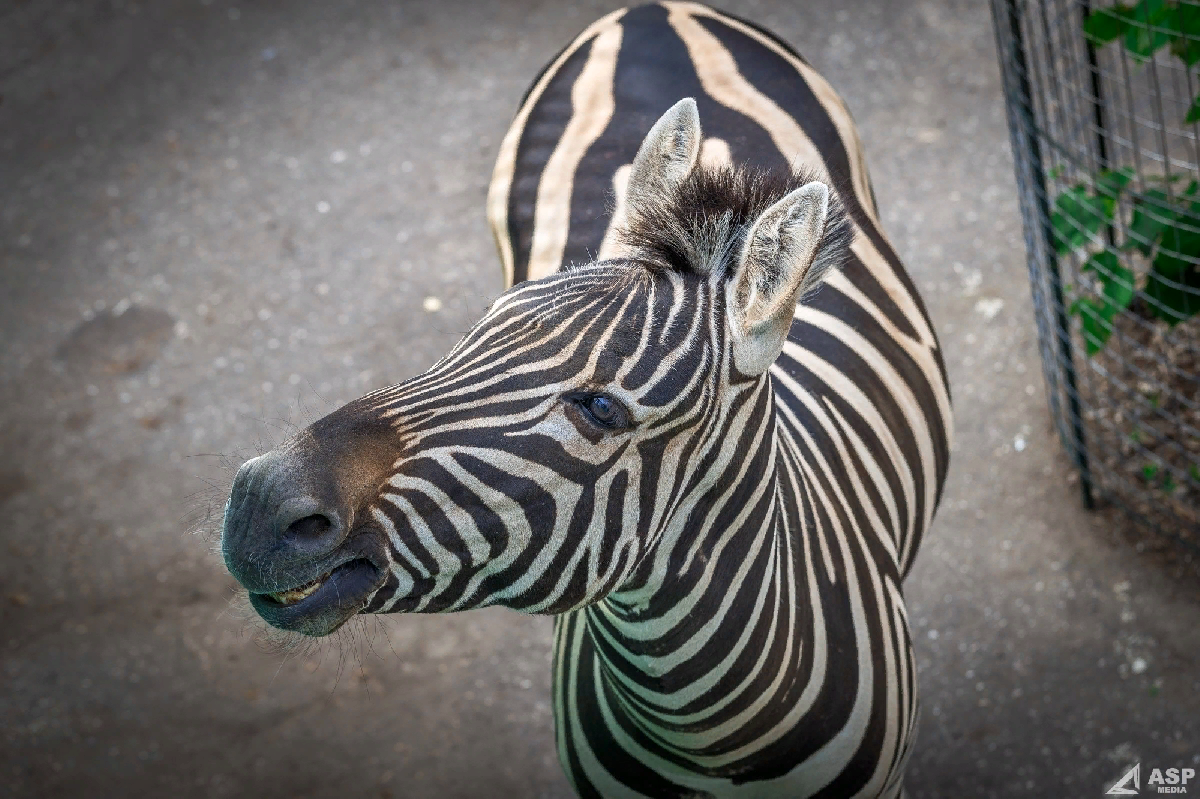 Зоопарк «Лимпопо»