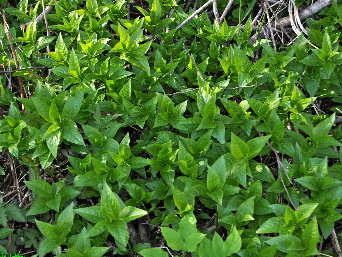 Пролесник многолетний Mercurialis perennis