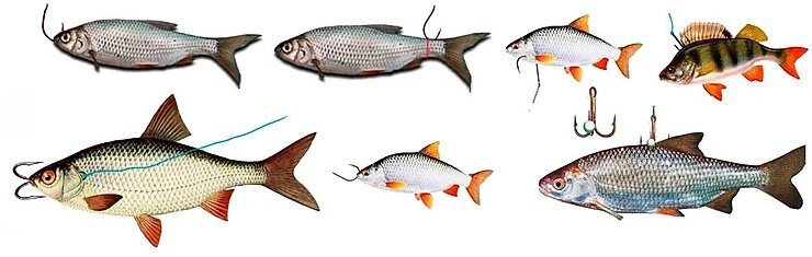 Разные варианты насадки живца