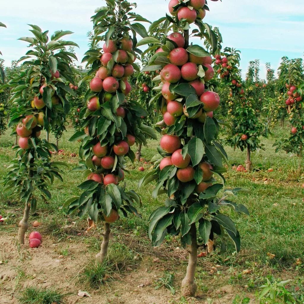 Колоновидные яблони: мифы и реальность, агротехника, сорта для Подмосковья  | Дневник ландшафтного дизайнера | Дзен
