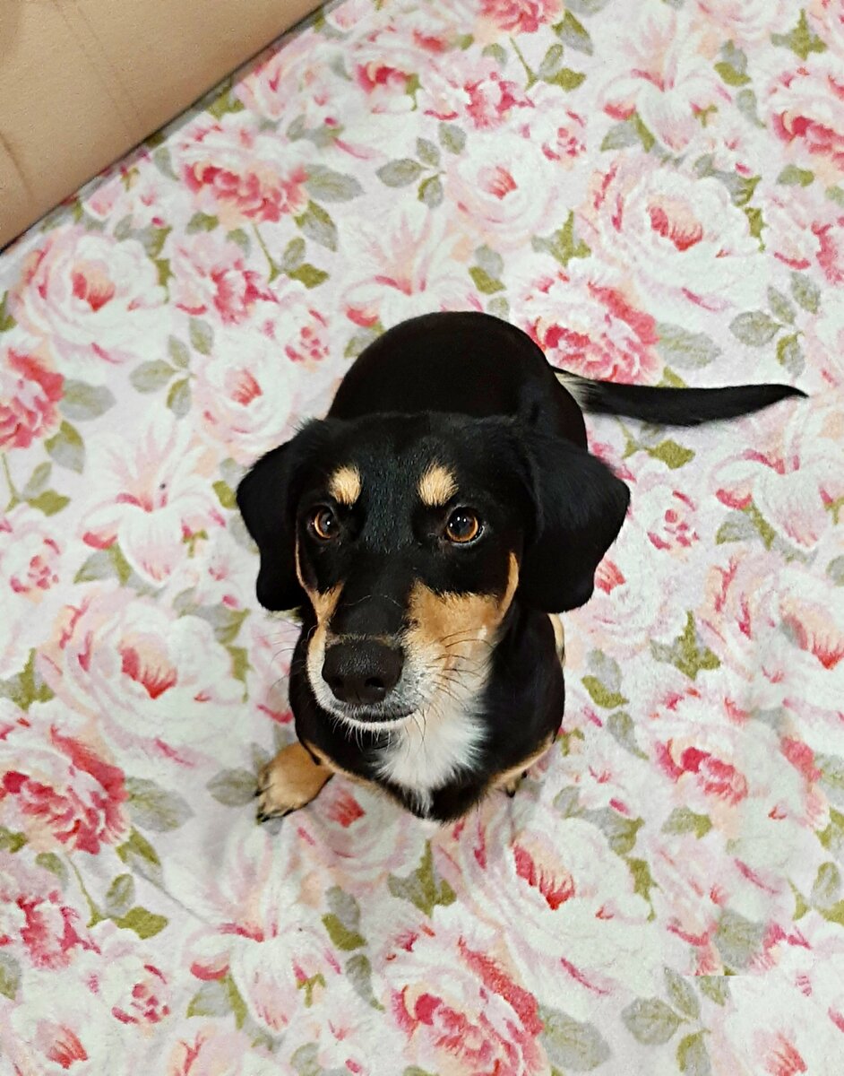 Вот он. 💞Тиша, Тимон.♥️